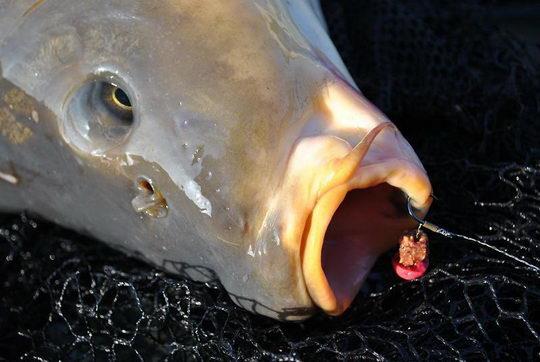 Interesant II :P - pescuit-crap.jpg